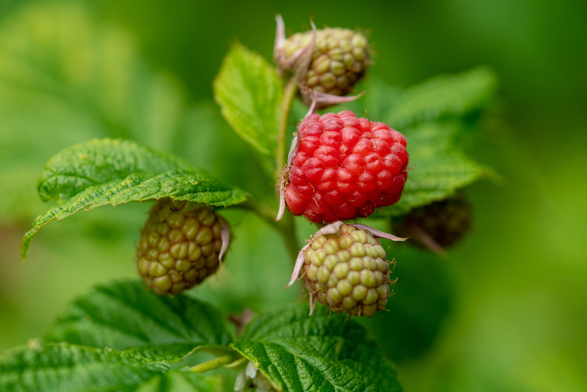 what are raspberry ketones