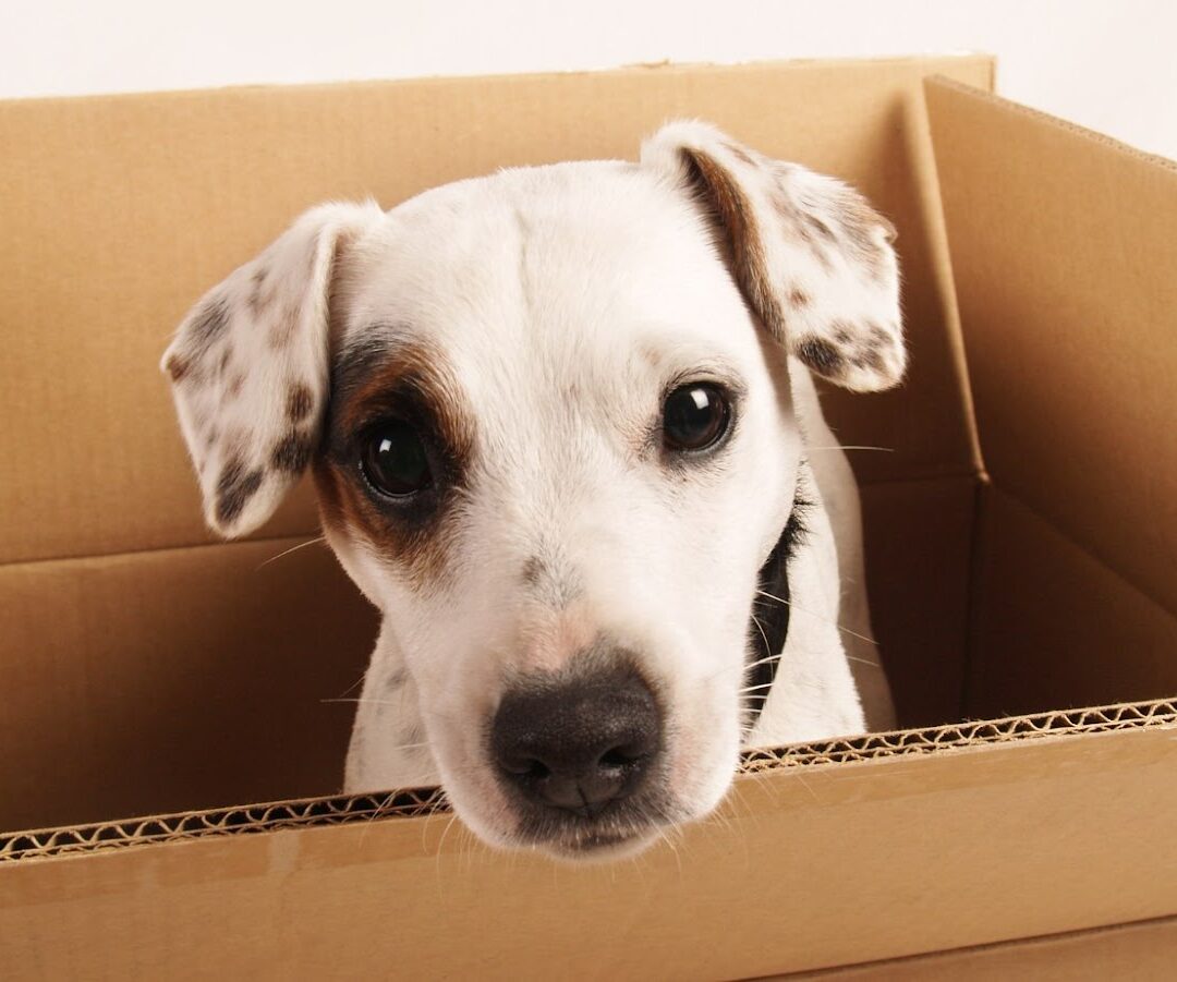 How to Make Pet Relocation to Singapore Easier and Faster?