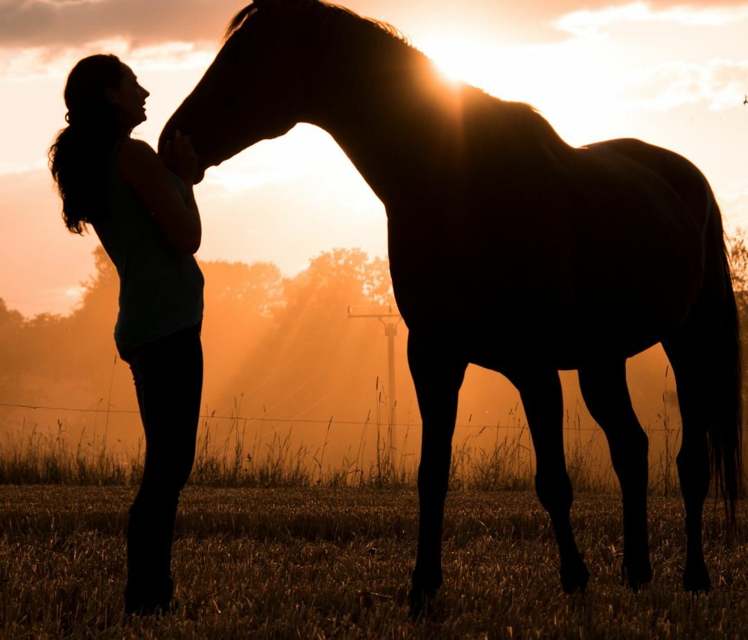 family adopts a new horse - when vet sees it he calls the police