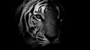 tiger iphone wallpaper