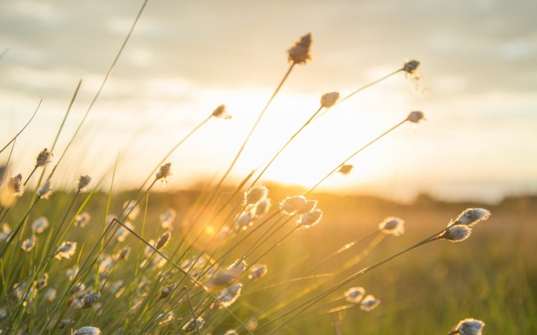 iphone xs summer background