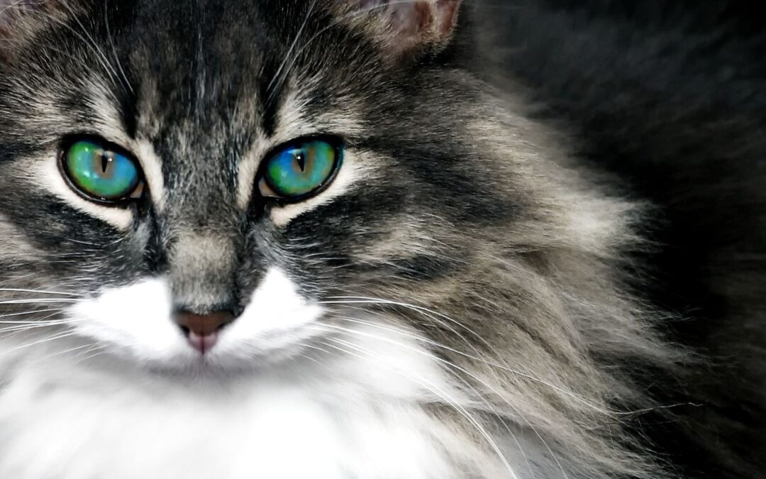 Understanding Your Cat Through Genetic Insights