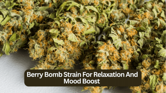 Berry Bomb Strain For Relaxation And Mood Boost